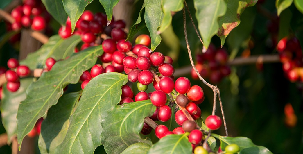 5 Reasons to Incorporate Coffee Cherries into Your Diet