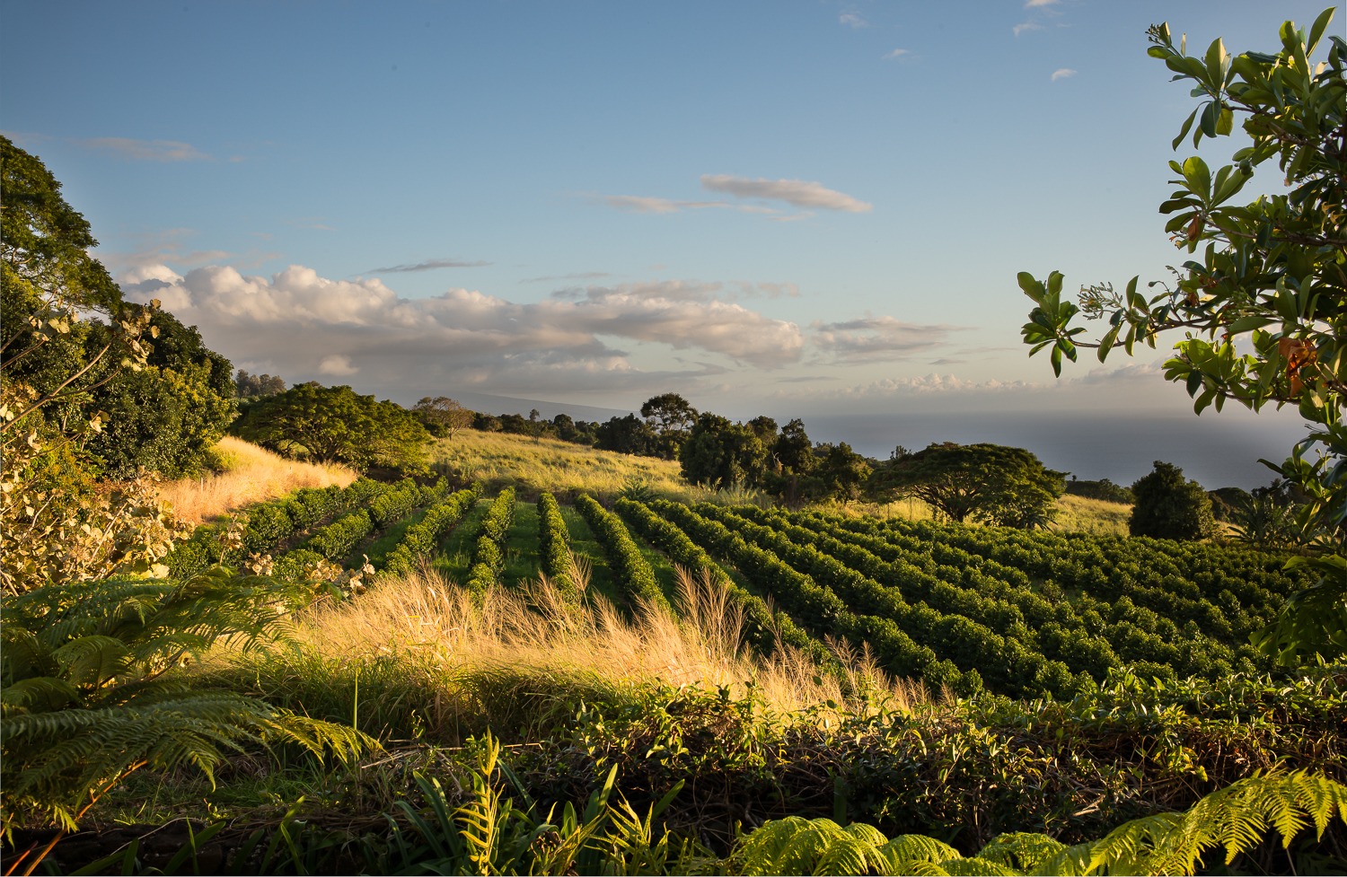 The Legacy of Greenwell Farms A Kona Coffee Story
