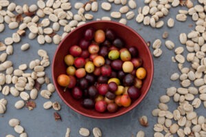 Coffee Cherries are Rich in Antioxidants