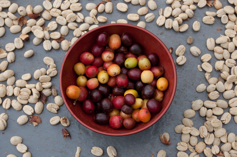 5 Reasons to Incorporate Coffee Cherries into Your Diet