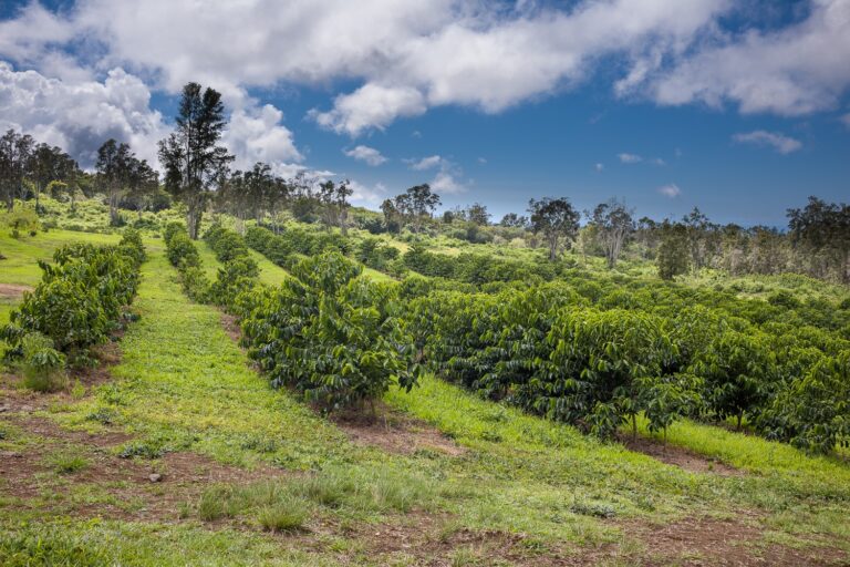 The Legacy of Greenwell Farms A Kona Coffee Story