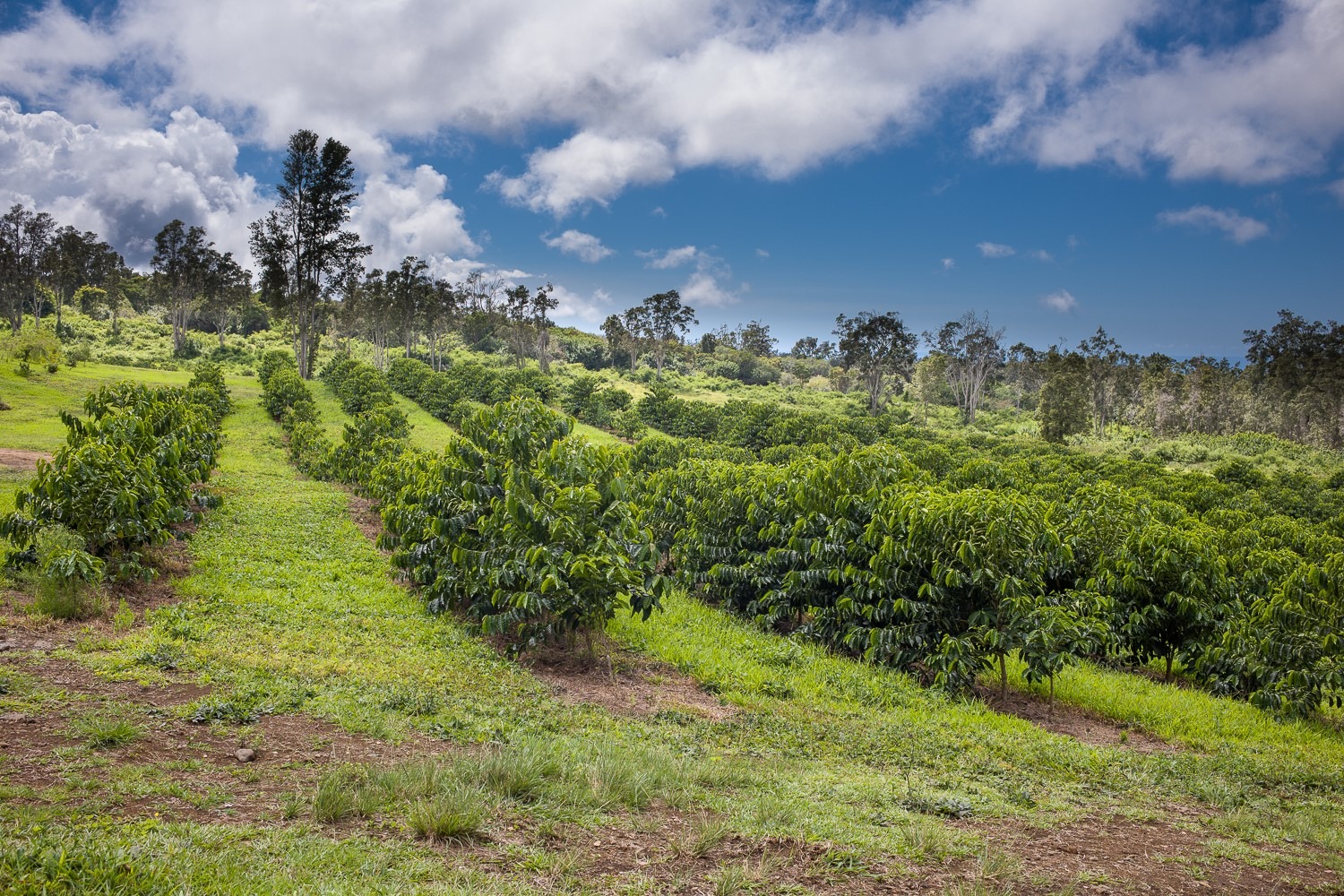 Kopiko Farms 100% Kona Coffee