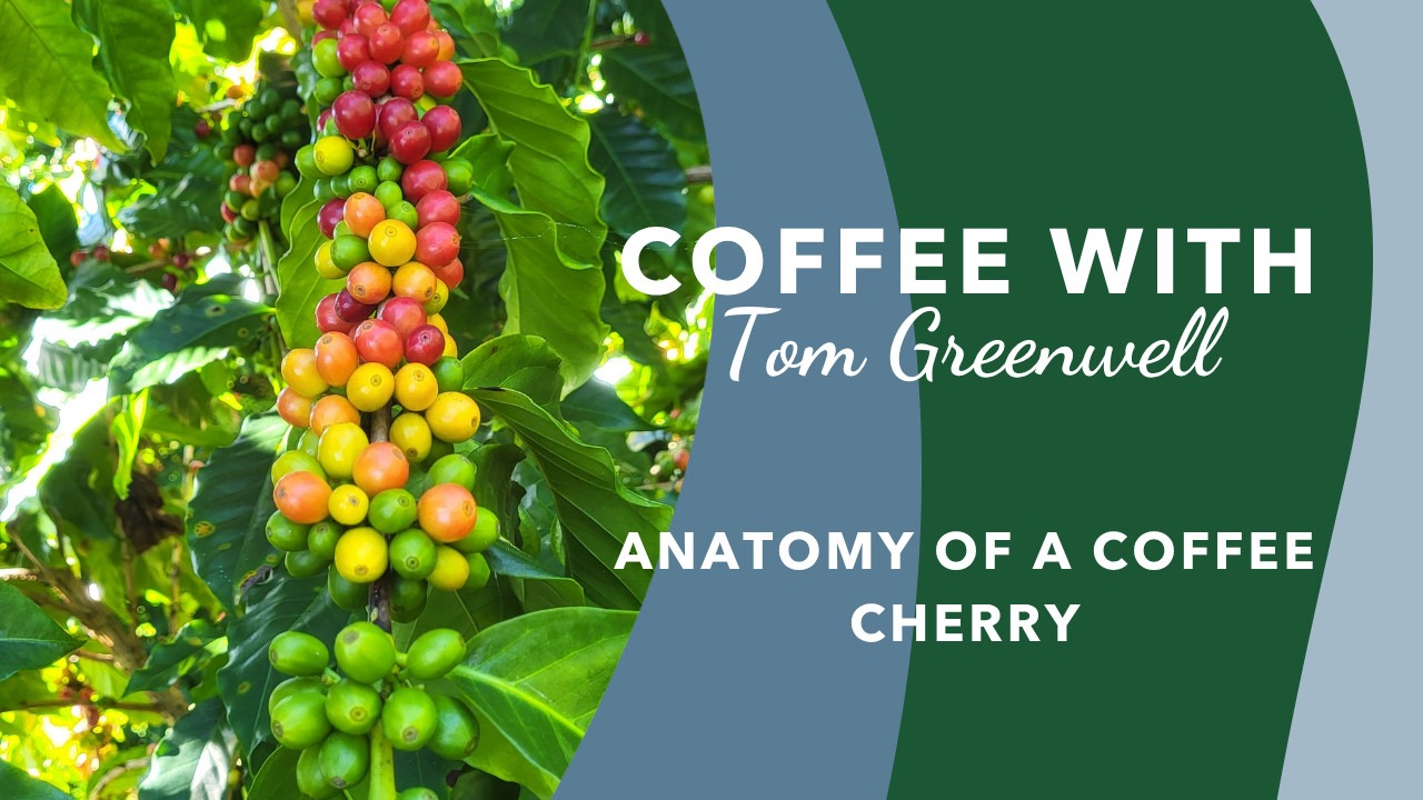 Anatomy of a Coffee Cherry