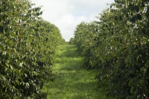 Green Sustainability